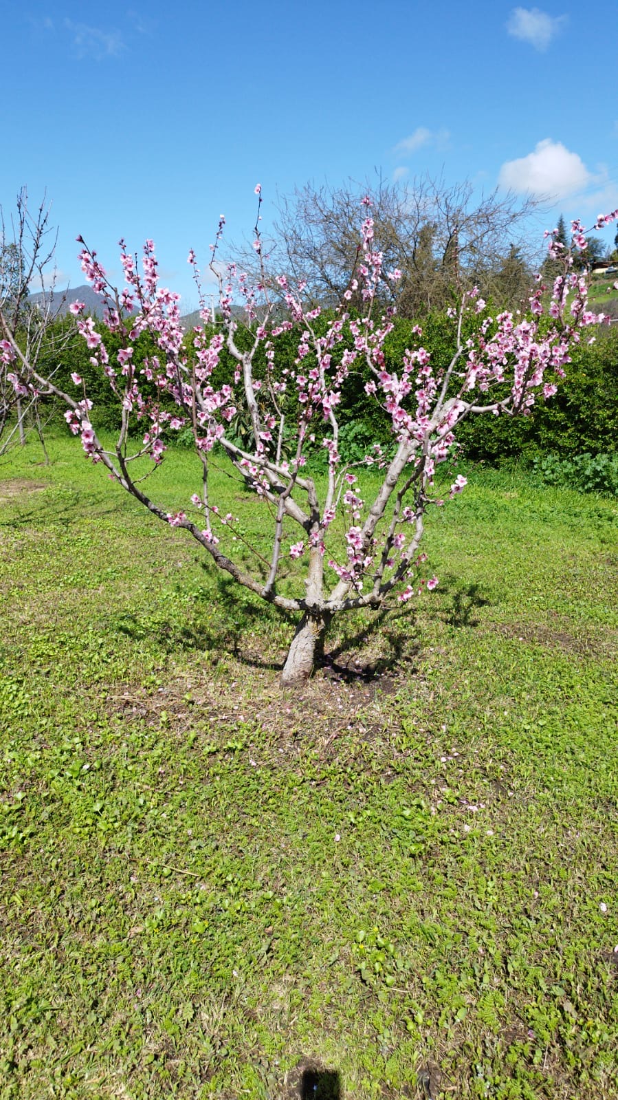 Parcela Curacavi 5.087 mts2