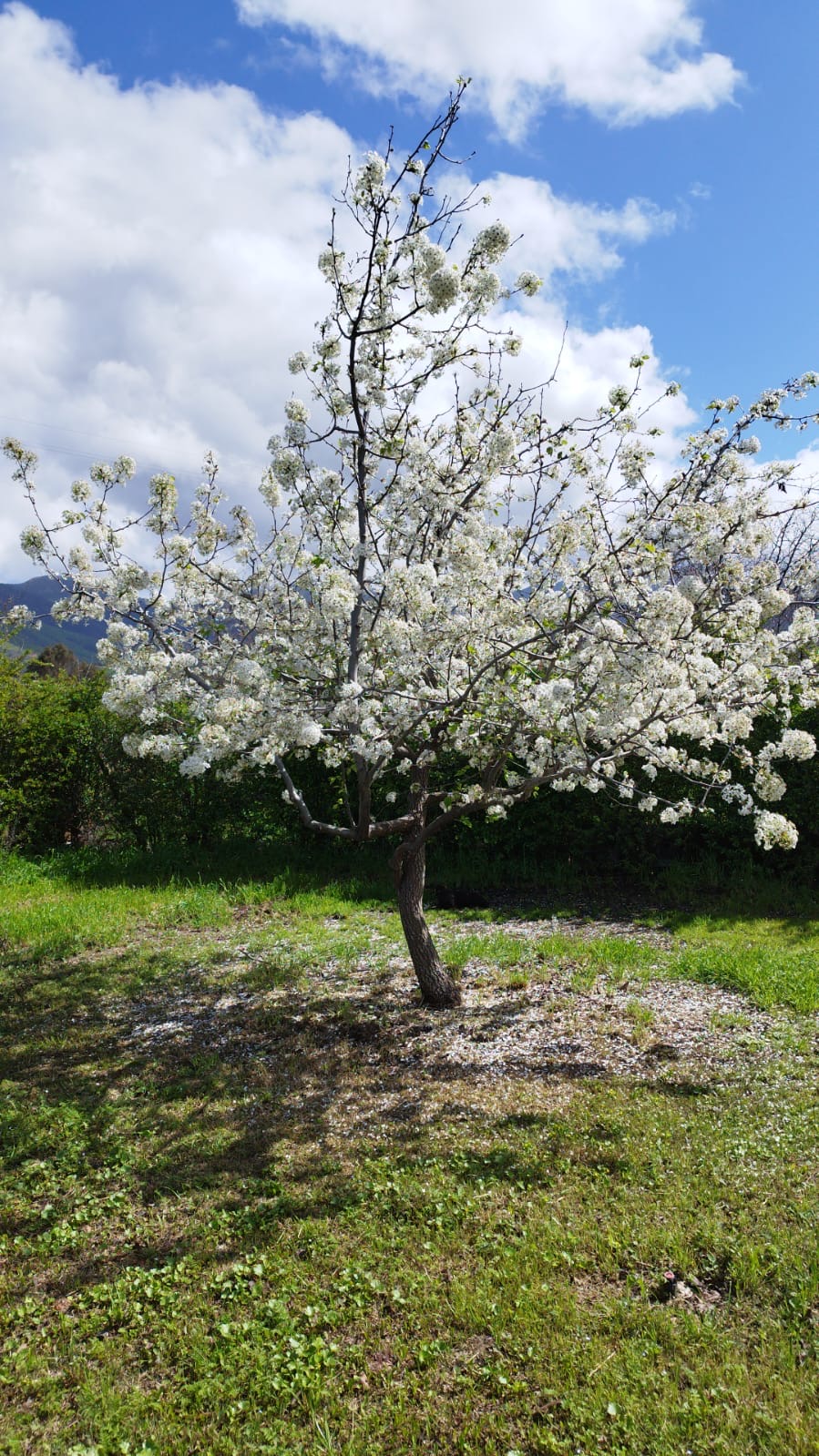 Parcela Curacavi 5.087 mts2