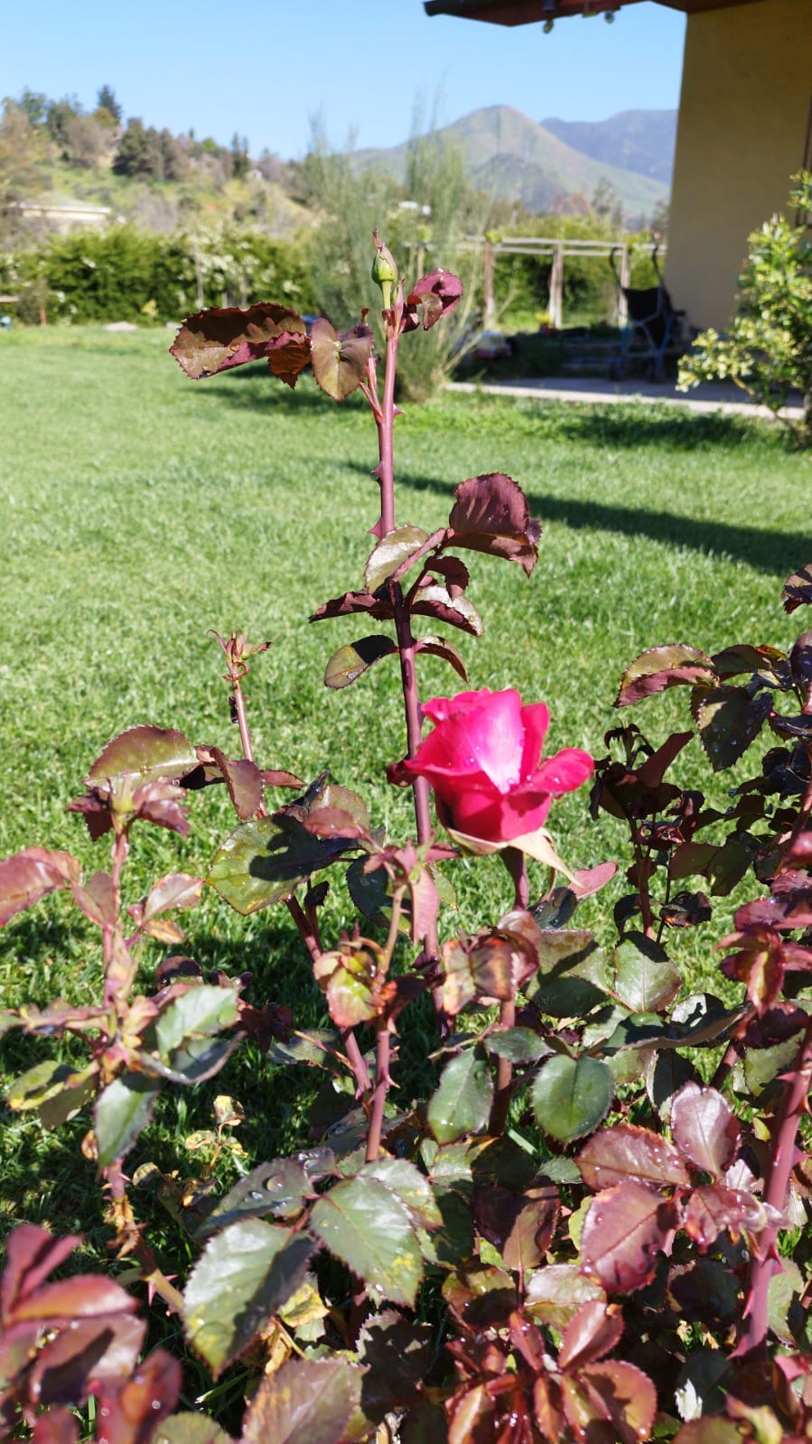 Parcela Curacavi 5.087 mts2